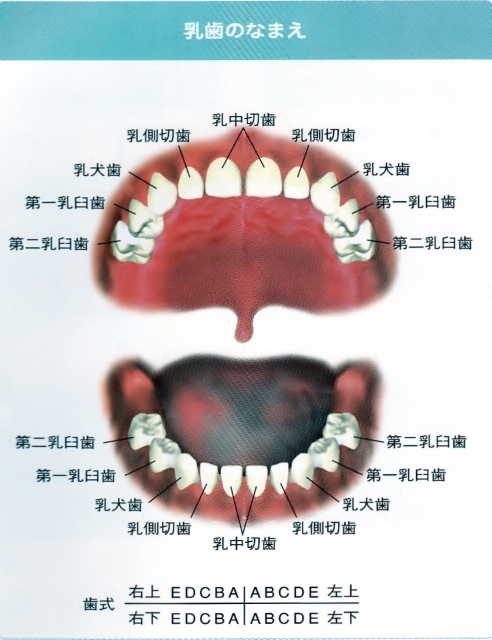 乳歯 (492x640).jpg